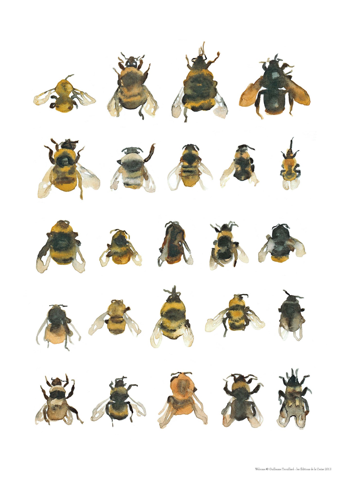 Bees and Bumblebees - Welcome