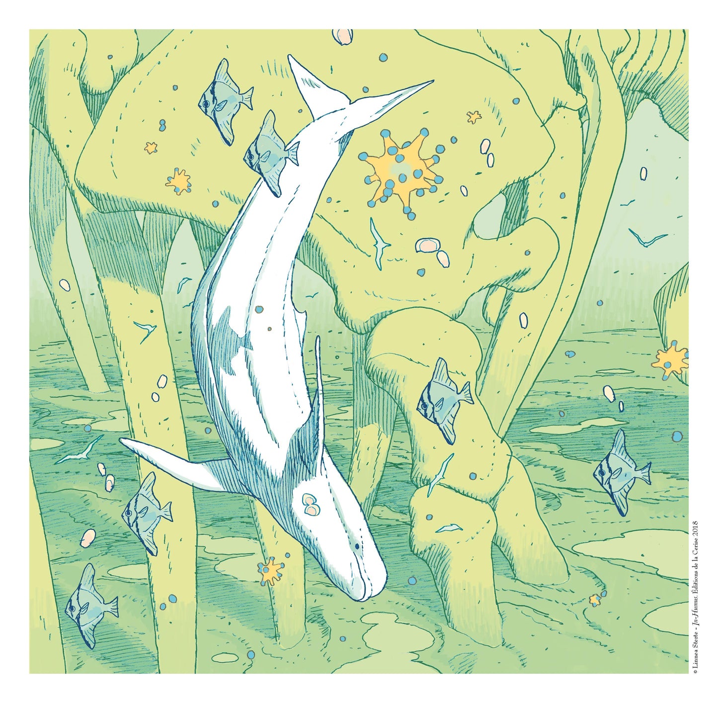 Beluga - In-Humus
