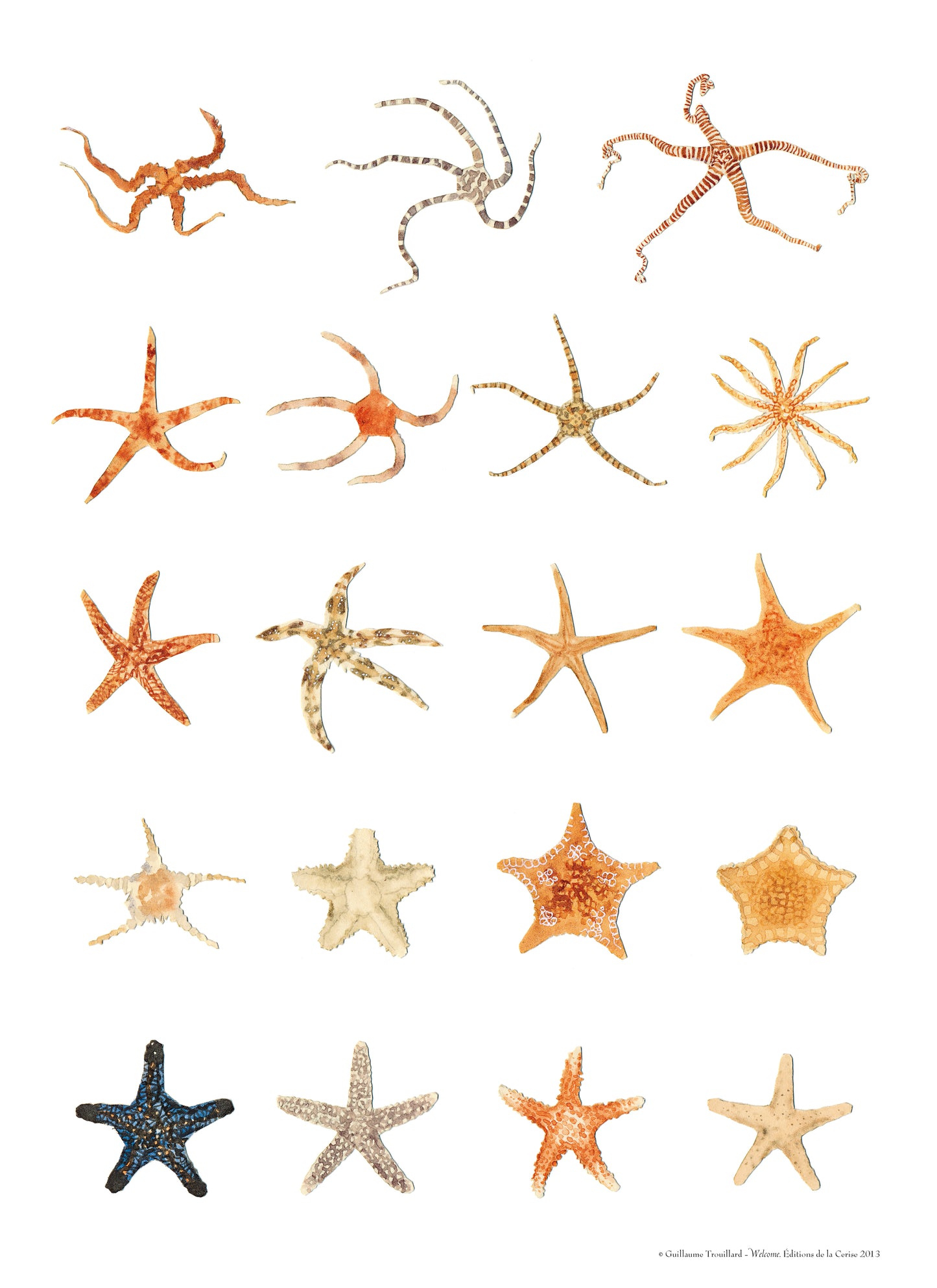 Étoiles de mer - Welcome