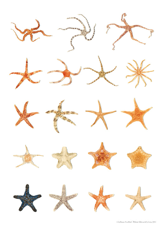 Étoiles de mer - Welcome